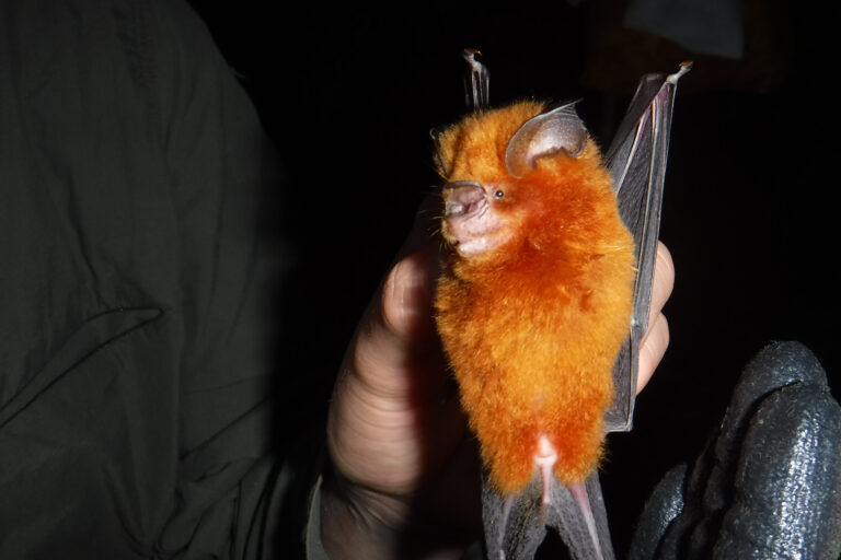 An orange-furred bat (Hipposideros fuliginosus) with dark grey wings being held up in the light against a dark background. Image courtesy of Diogo Ferreira.