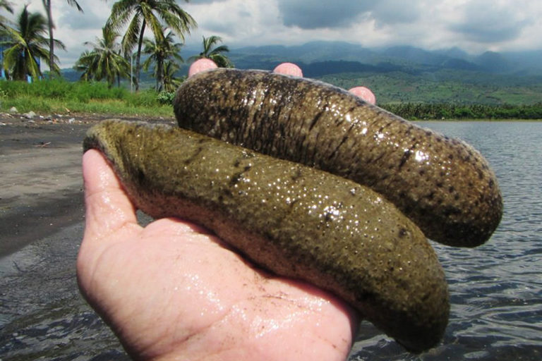 Two sand sea cucumbers.