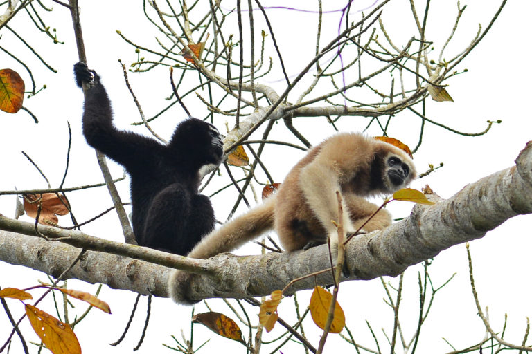 Two western hoolock gibbons.