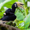 An oriental pied hornbill in Sabah's rainforest.