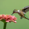 A hummingbird drinking nectar from a flower.