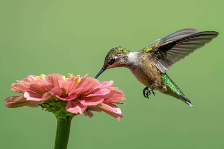 A hummingbird drinking nectar from a flower.