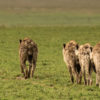 A pack of hyenas in Tanzania.
