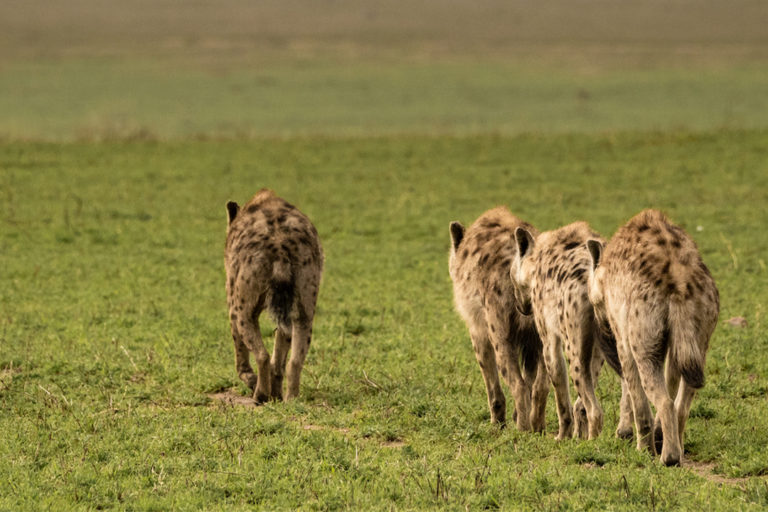 A pack of hyenas in Tanzania.