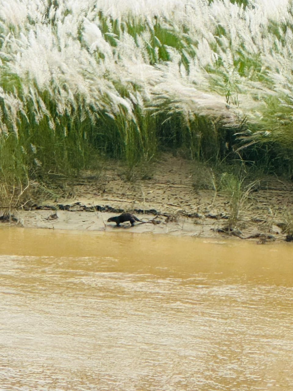 The smooth-coated otter Milan Tamang spotted in Rapti River in Chitwan National Park.