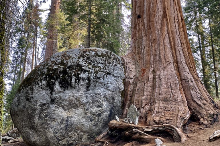 A protected old-growth forest in Sequoia National Park. Image by Joan Maloof/Old-Growth Forest Network.