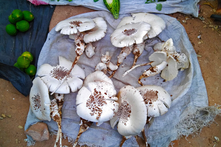 Termitomyces schimperi (called othepo in Lomwé) for sale at the Gilé market.