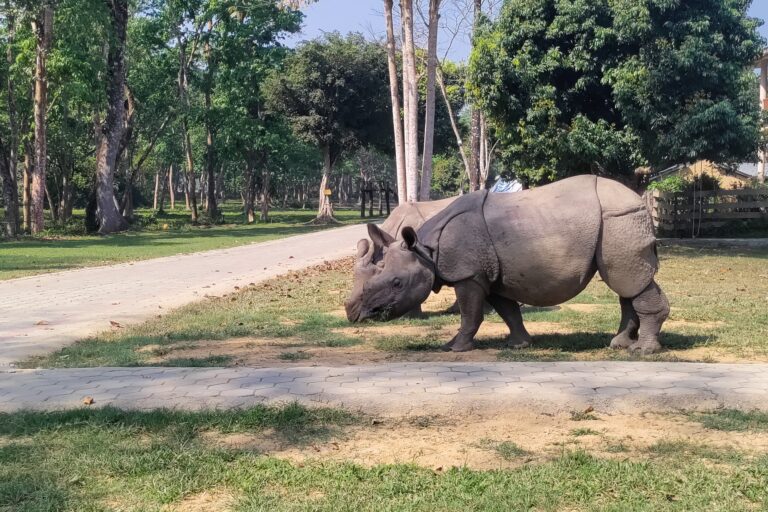 rhinos grazing Nepal