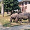 rhino calves in Chitwan