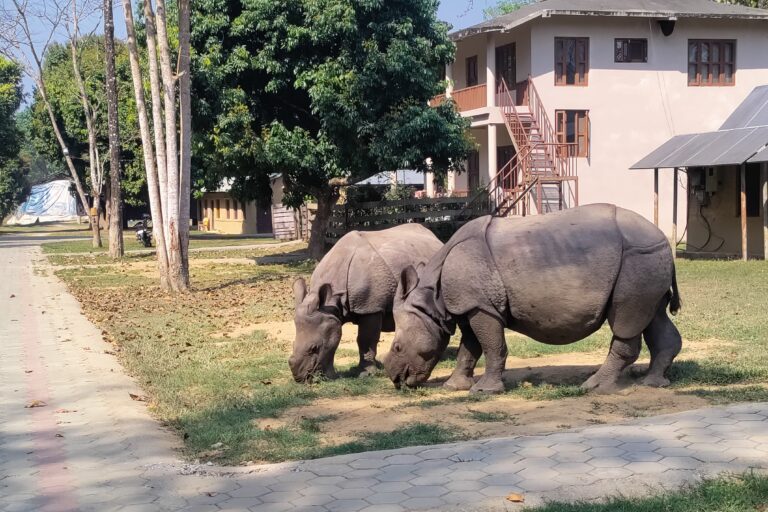 rhino calves in Chitwan