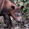 Sumatran rhino calf in Way Kambas, Indonesia. Photo credit: Rhett A. Butler