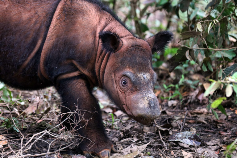 Sumatran rhino calf in Way Kambas, Indonesia. Photo credit: Rhett A. Butler