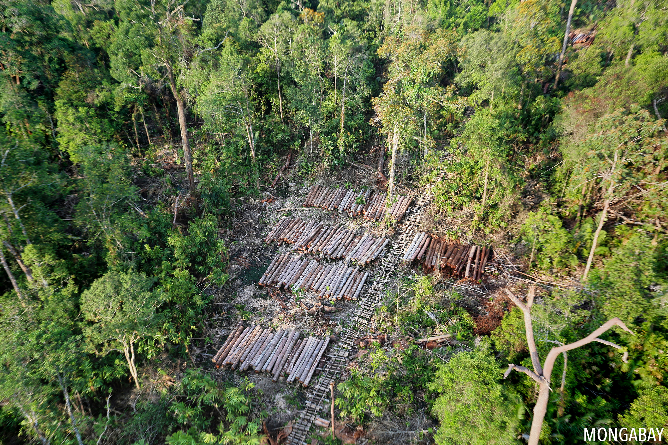 Timber extraction in Sumatra. Photo credit: Rhett A. Butler