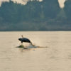 An Irrawaddy dolphin.