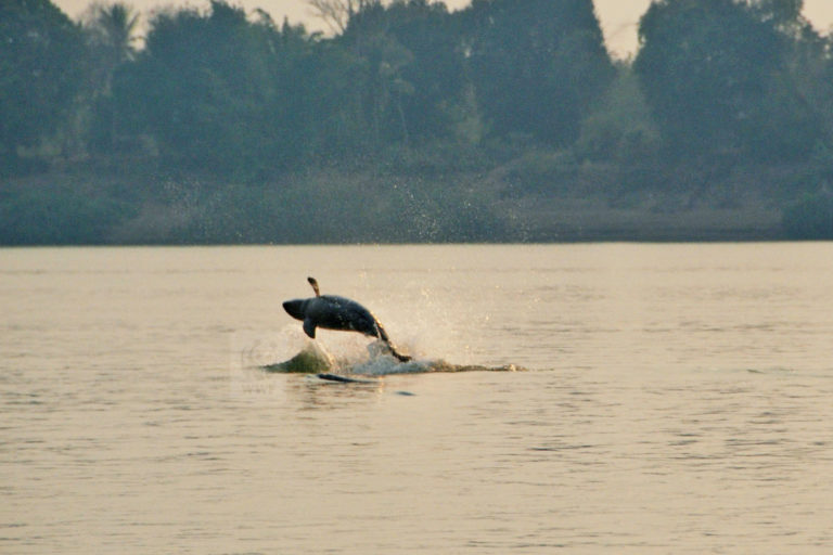 An Irrawaddy dolphin.