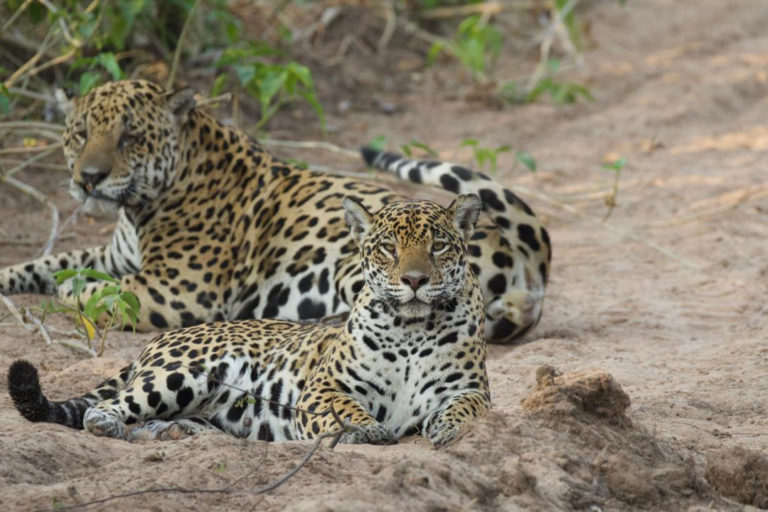 A pair of jaguars.