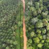 An oil palm plantation and natural forest in Jambi, Indonesia. Photo credit: Rhett A. Butler