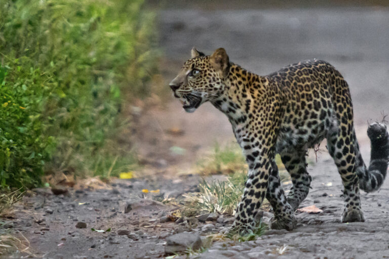 A juvenile Javan leopard on the road in Baluran National Park.