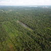 Former lowland rainforest replaced with cocnut in West Kalimantan, Indonesia.