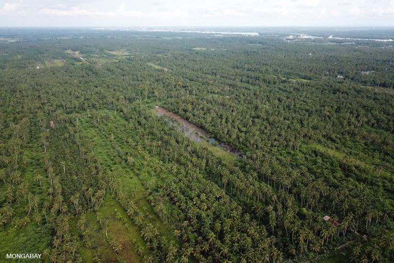 Former lowland rainforest replaced with cocnut in West Kalimantan, Indonesia.