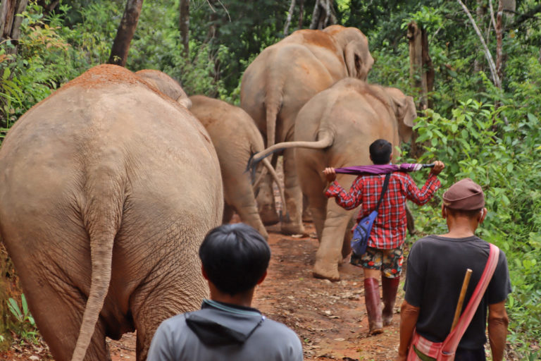 Karen men walk with their elephants.