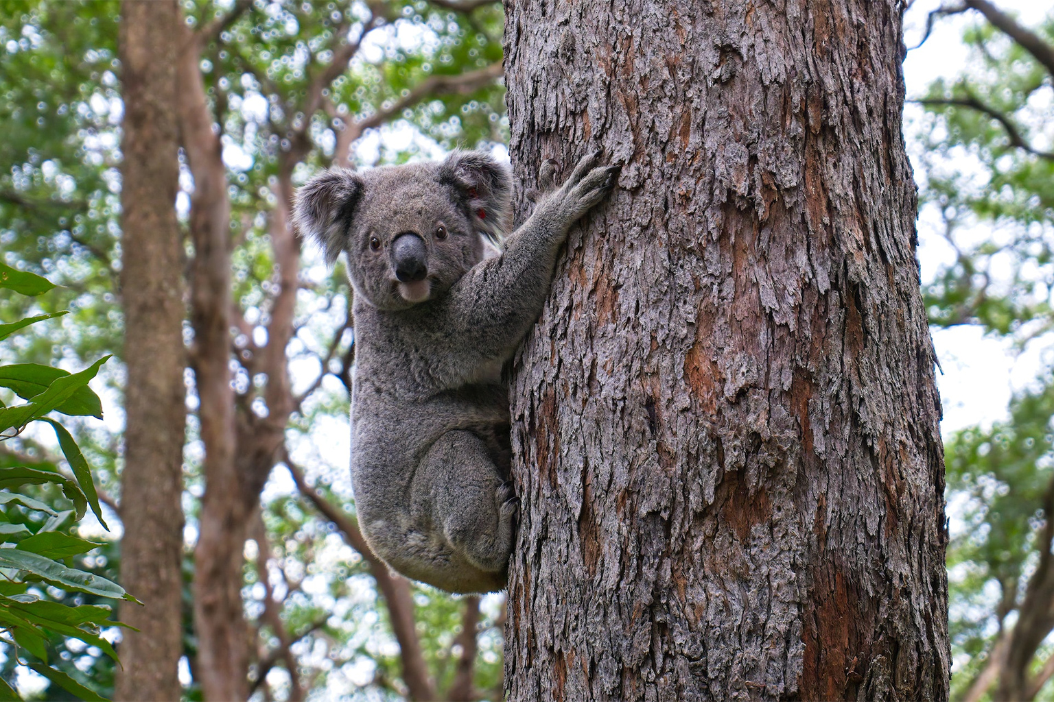 A koala.