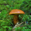Greville's bolete, which has a mycorrhizal relationship with larch trees.