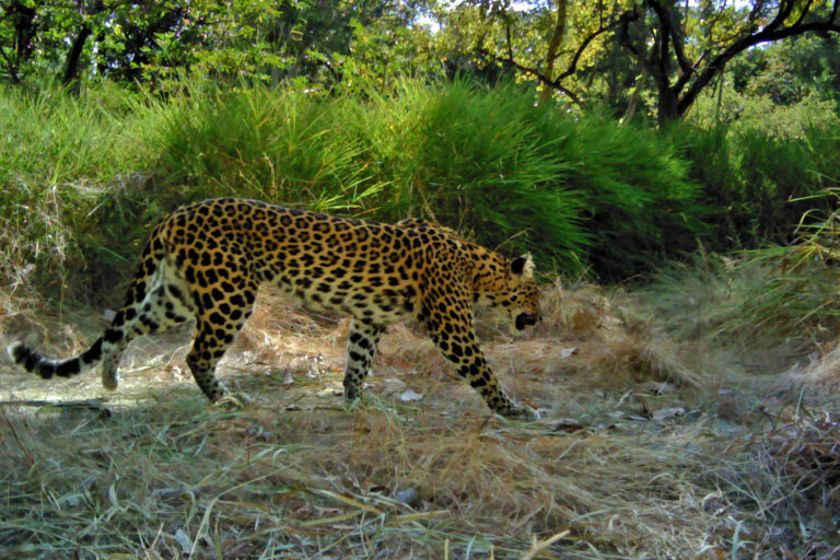 Camera-trap image of a leopard.
