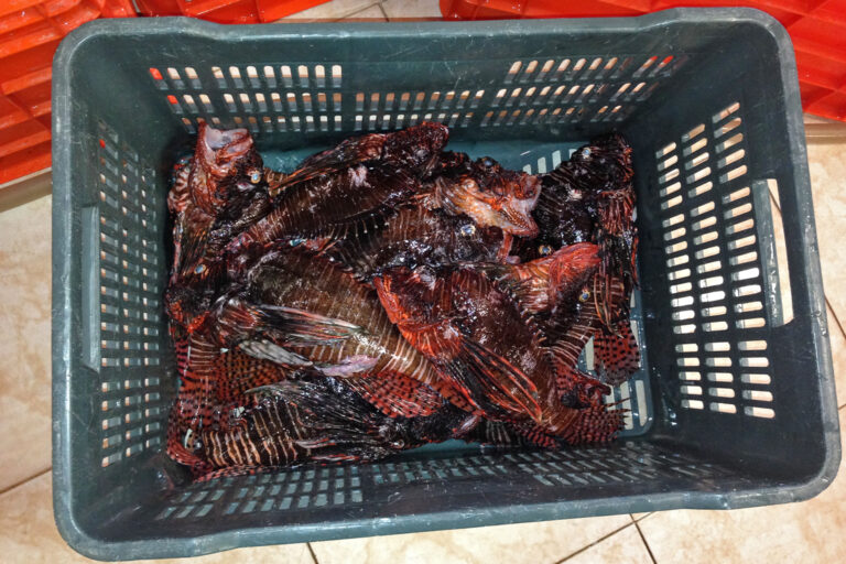 For invasive species like lionfish whose damage to the ecosystem can far outweigh any benefits from fishing it, there are few options other than an economically unsustainable fishery that aims to reduce its population as much as possible. Image by Luis Malpica-Cruz.