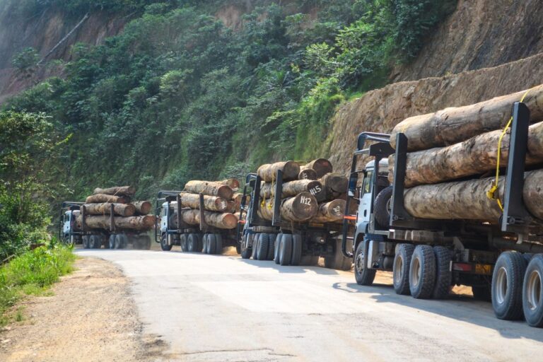 Convoy of four logging trucks in Gabon, following each other from right to left along a paved road out of the frame, green foliage on the hillside above the dry gray and brown of the road . Image by jbdodane via Flickr (CC BY-NC 2.0)