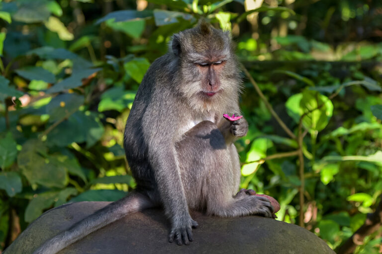 A long-tailed macaque.