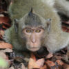 Long-tailed macaque. Image by Rhett A. Butler/Mongabay.