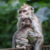 A mother long-tailed macaque with her young