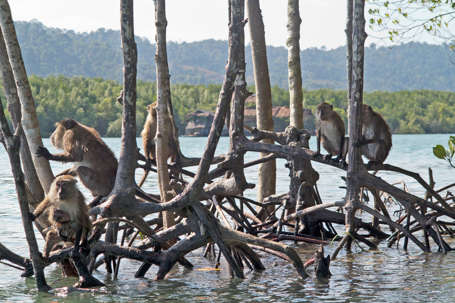 Long-tailed macaques in the mangroves of Mu Ko Lanta Marine National Park, Thailand. 