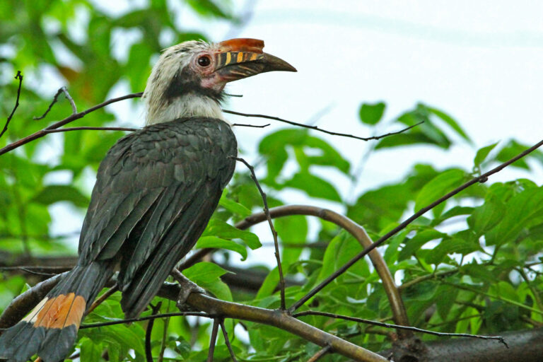 A Luzon tarictic hornbill.