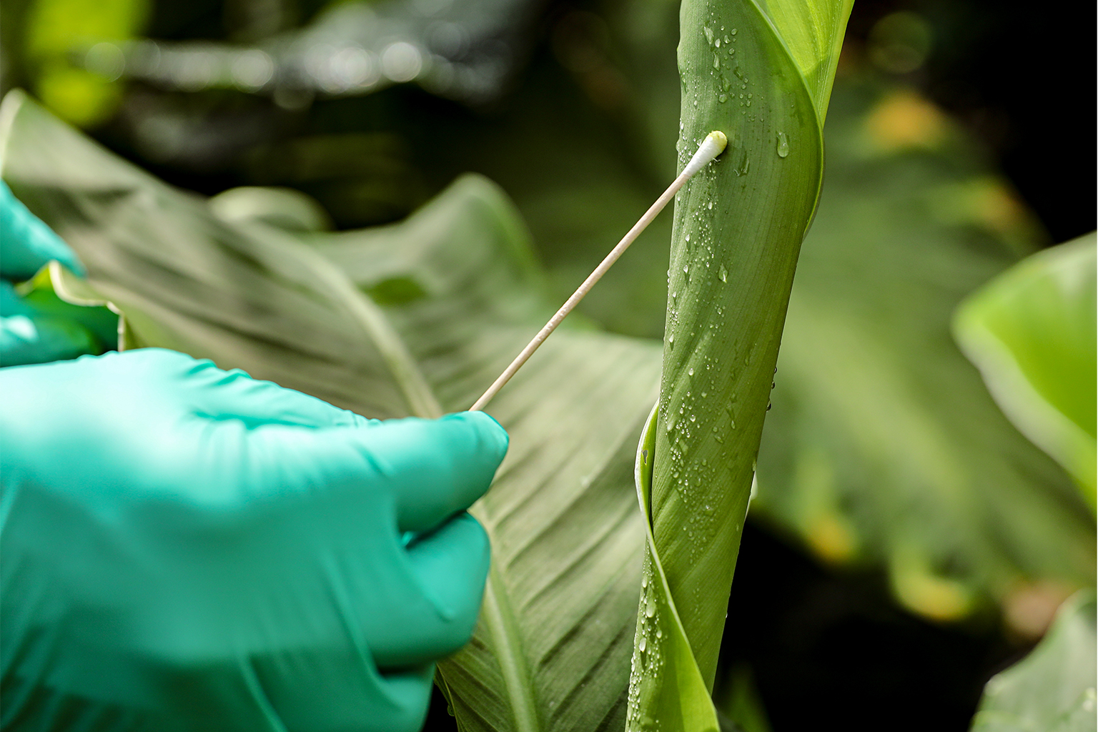 Lynggaard and her team sampled eDNA by swabbing leaves.