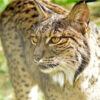 An Iberian lynx.