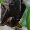 A long-tongued nectar bat (Macroglossus minimus), a subspecies of which is found on New Britain Island. Image via Wikimedia Commons (Public domain).