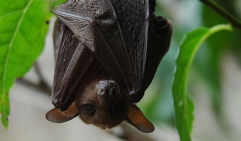 A long-tongued nectar bat (Macroglossus minimus), a subspecies of which is found on New Britain Island. Image via Wikimedia Commons (Public domain).