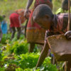 A rainforest community in Madagascar farming.