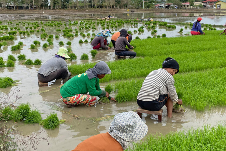 In July 2021, the commercial propagation permit for Malusog Rice was granted, paving the way for its pilot-scale deployment in several provinces a year later.