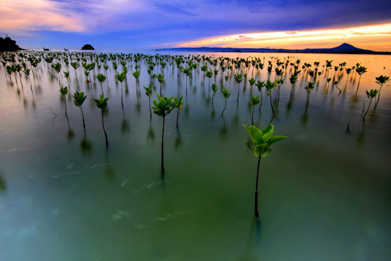Planted mangrove seedlings. Image by Irwandi wancaleu via Wikimedia Commons (CC 4.0)