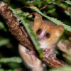 A Madame Berthe's mouse lemur. Image courtesy of Matthias Markolf.