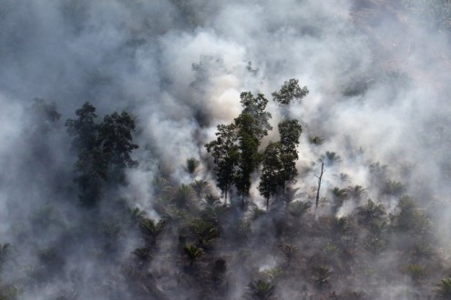 Burning peat forest and oil palm in Riau, Sumatra. Photo by Rhett A. Butler