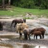 A group of elephants standing in mud and shallow water, pausing from digging for salt-rich mud in the Dzanga baï in the Sangha Rainforest in the Central African Republic. Image courtesy Jan Teede.