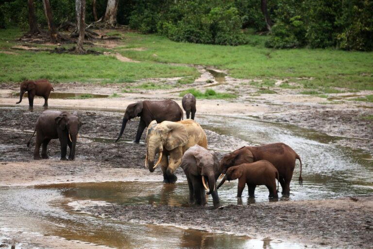 A group of elephants standing in mud and shallow water, pausing from digging for salt-rich mud in the Dzanga baï in the Sangha Rainforest in the Central African Republic. Image courtesy Jan Teede.