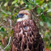 A Philippine eagle with its solar powered GPS tracker harnessed on its back.