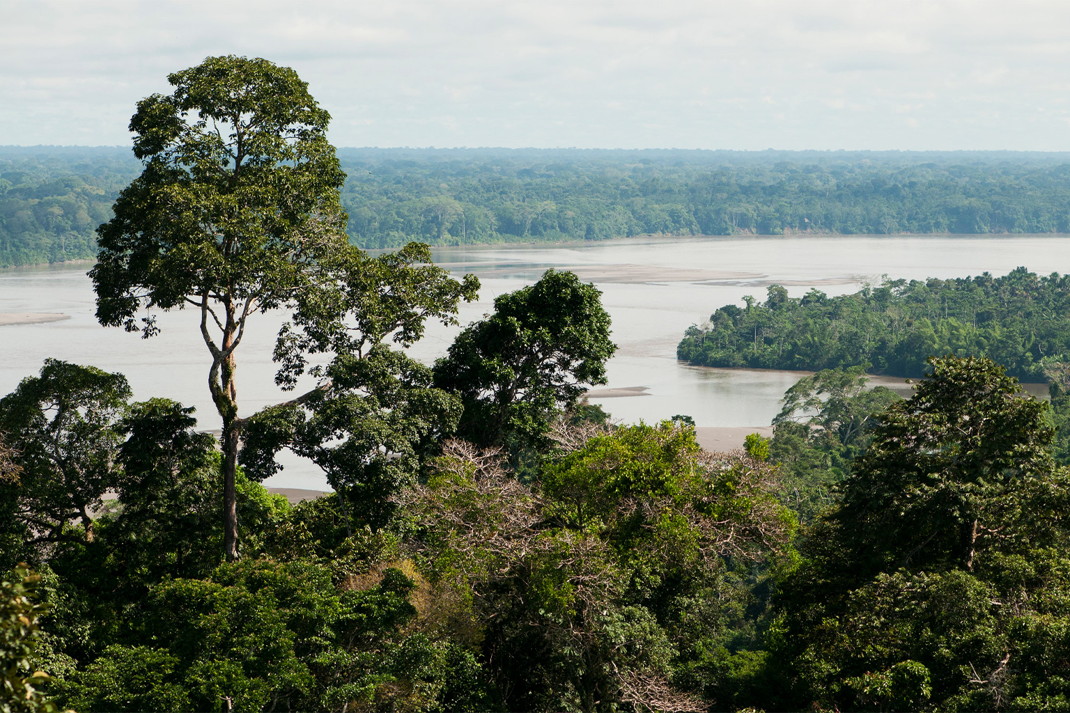 Napo River in Yasuni National Park with the rainforest beyond. 