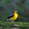 A narcissus flycatcher.