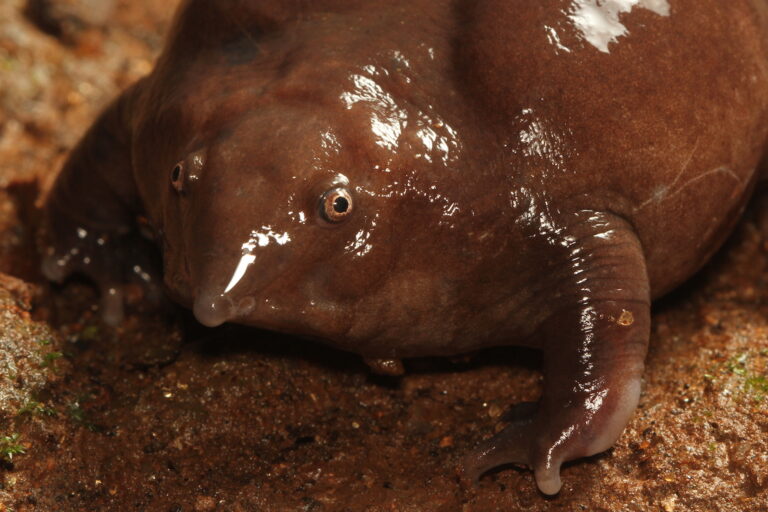 The purple frog (Nasikabatrachus sahyadrensis), an ancient species that lived during the dinosaurs, calls small crevices around rocky streams home. Landslides can alter their habitats drastically. Image by David V Raju via Wikimedia Commons (CC BY-SA 4.0).